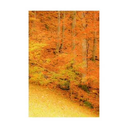 Dan Ballard 'Yellow Foliage Autumn' Canvas Art,22x32